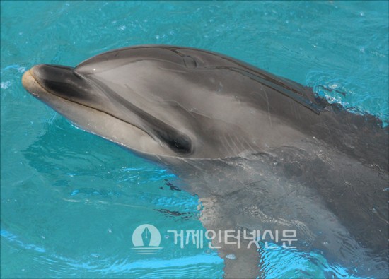 '돌고래 체험센터' 관광 '효자'냐 동물학대도시 '오명'이냐