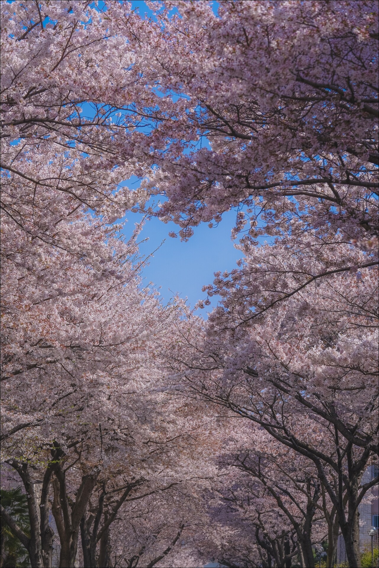 ▲ 삼성하이츠빌라 벚꽃(자료사진)