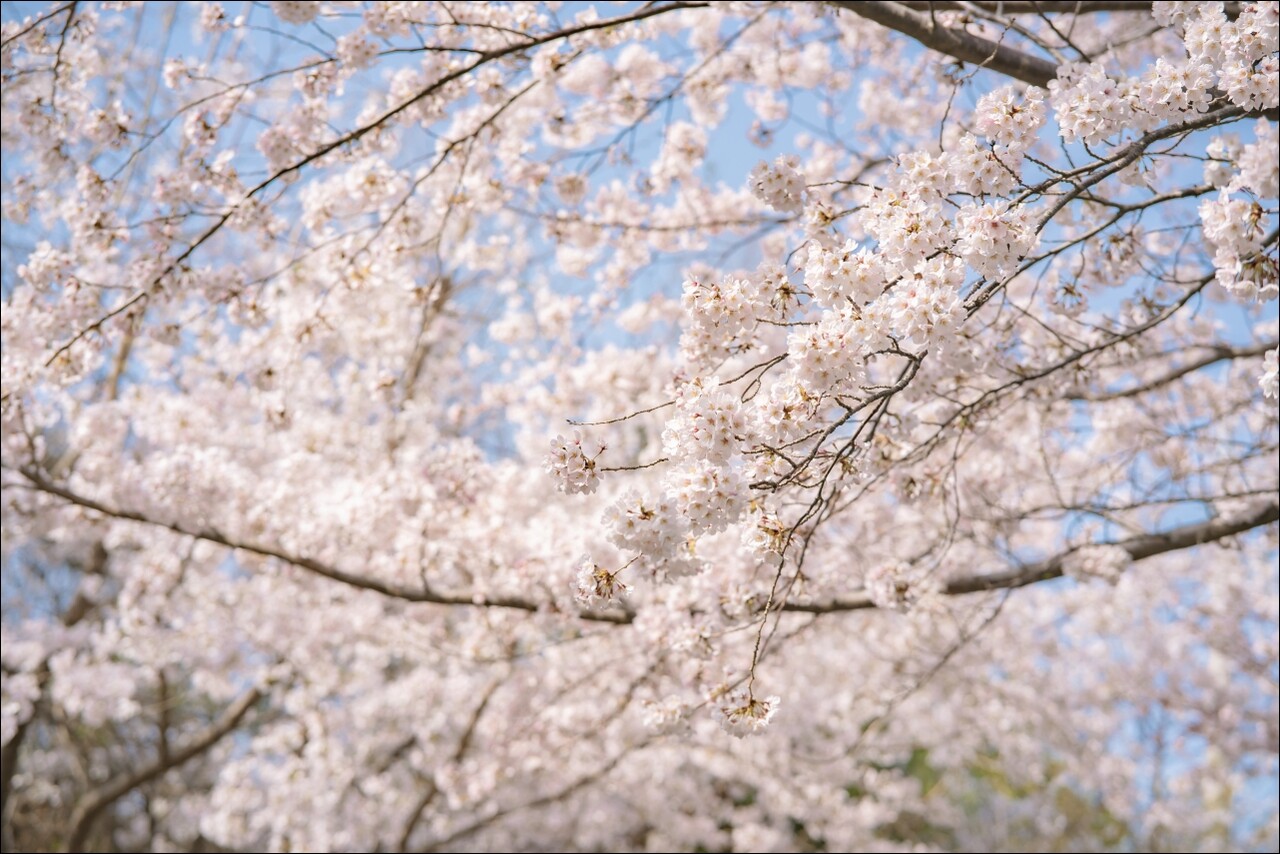 ▲ 장승포해안로 벚꽃(자료사진)
